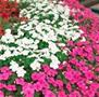 Impatiens