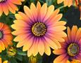 Osteospermum